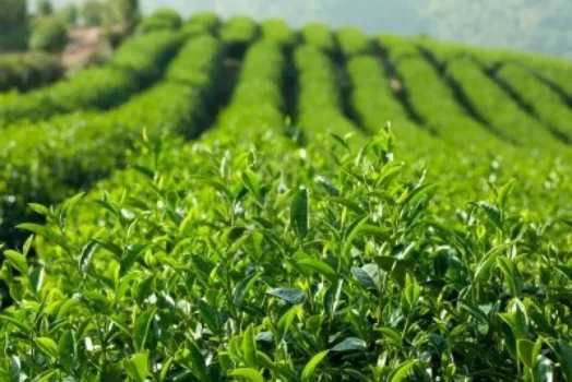 Agricultural Transformation & Farmer Inclusion
